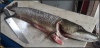 brochet-4-kg-78-cm-