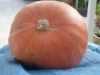 CITROUILLE SEPT.2011