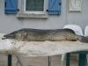 brochet__P1010912