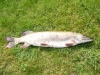 peche1